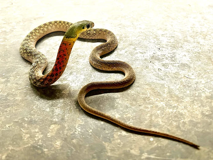 Snakes warning signs